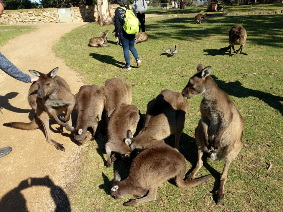 Kangaroo