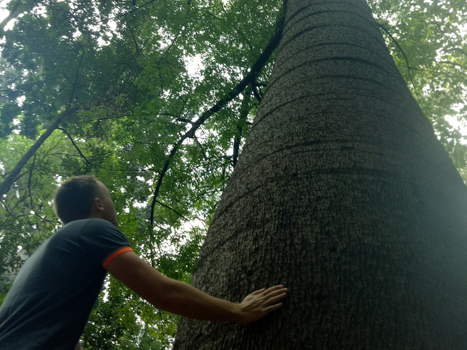 Tree Trunk
